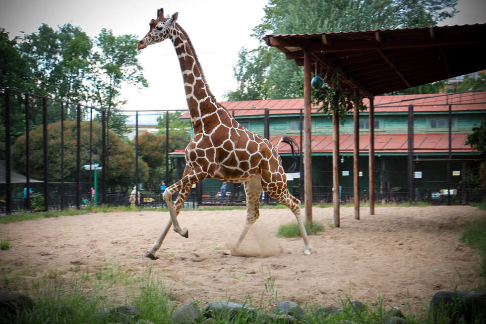 Жираф Соня в Ленинградском зоопарке
