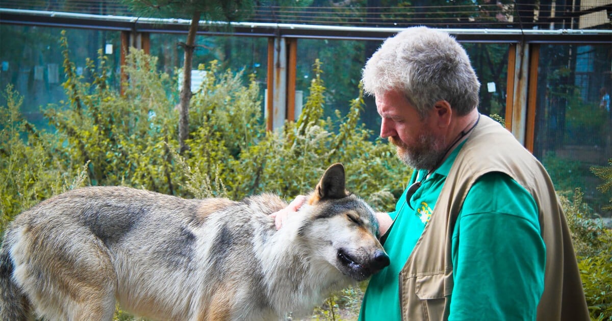 Волк в Ленинградском зоопарке